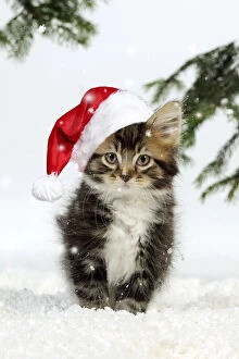 Images Dated 24th May 2021: CAT. Kitten in snow weairing a red Christmas Santa hat Date: 22-05-2021