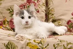 Sofa Prints: Cat - kitten on sofa