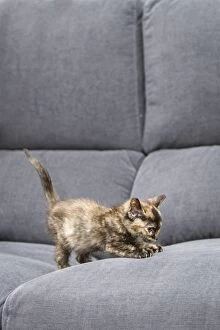 Cat kitten on sofa Allariz, Galicia, Spain