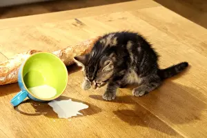 Cat Kitten with spilt milk