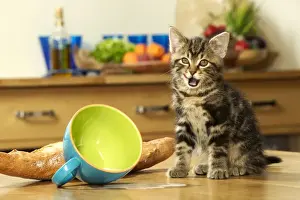 In Kitchen Prints: Cat Kitten with spilt milk