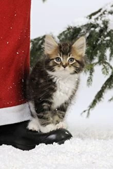 Images Dated 27th July 2009: CAT. Kitten standing on Father Christmas' boot in snow