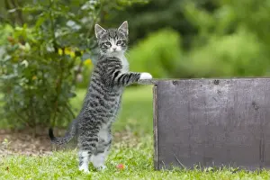Lawns Prints: Cat - Kitten standing upright against box - in garden - Lower Saxony - Germany