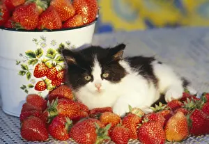 Fruits Prints: Cat - Kitten with strawberries