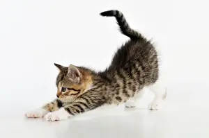 CAT. Kitten stretching