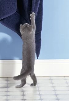 Cat - kitten stretching up to towel