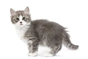 Kitten Prints: Cat - kitten in studio