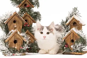Nest Boxes Prints: Cat - kitten in studio with festive bird boxes