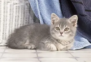 Kitten Prints: Cat - kitten amongst towels