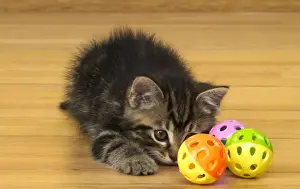 Cat Kitten with toy