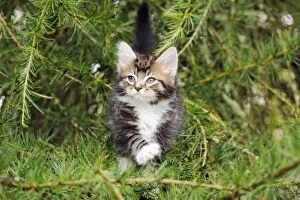 Images Dated 24th July 2009: Cat - Kitten in tree