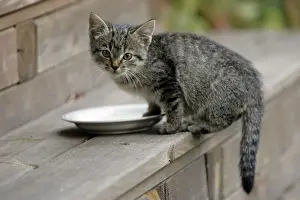 With Bowl Prints: Cat - Kitten waiting to be fed on door-step. Lower Saxony, Germany