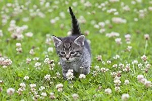Images Dated 26th June 2011: Cat - kitten walking across lawn - Lower Saxony - Germany