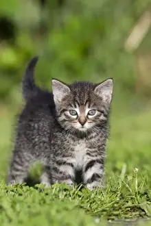 Walk Prints: Cat - kitten walking across lawn - Lower Saxony - Germany