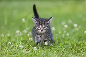Cat - kitten walking across lawn - Lower Saxony - Germany
