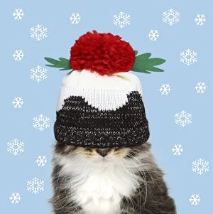 Images Dated 24th July 2009: Cat - Kitten wearing Christma pudding hat over eyes
