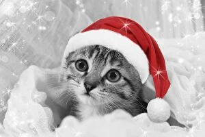 Images Dated 19th June 2009: Cat - kitten wearing Christmas hat Digital Manipulation: Hat JD, B&W, sparkles, repalced left eye