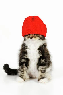 Images Dated 24th July 2009: Cat - Kitten wearing red hat