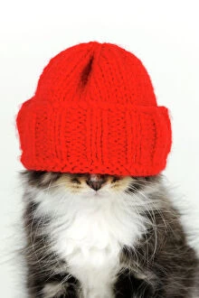 Images Dated 24th July 2009: Cat - Kitten wearing red hat over eyes
