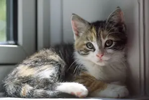 Kitten Prints: Cat - kitten in window