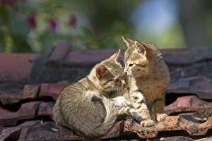 Cat - kittens