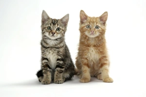 Images Dated 3rd January 2007: Cat - Two kittens