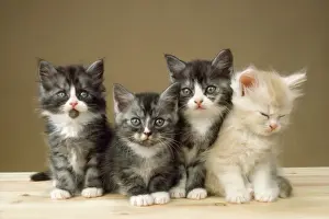 Huddled Prints: Cat - kittens