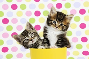 Images Dated 10th July 2009: Cat. Kittens (7 weeks old)