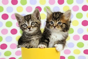 Images Dated 10th July 2009: Cat. Kittens (7 weeks old)