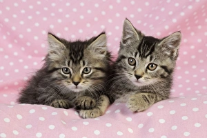 Images Dated 10th July 2009: Cat. Kittens (7 weeks old) on pink background