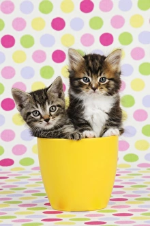 Images Dated 10th July 2009: Cat. Kittens (7 weeks old) sitting in cup