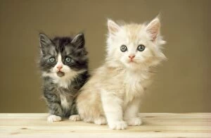 Images Dated 14th October 2011: Cat - kittens