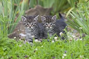 Images Dated 26th June 2011: Cat - two kittens alert - in garden - Lower Saxony - Germany
