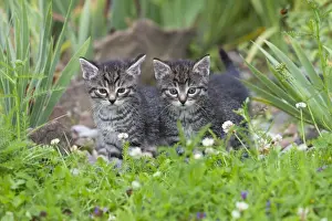 German Prints: Cat - two kittens alert - in garden - Lower Saxony - Germany