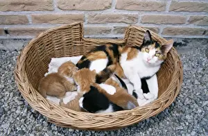 Cat With kittens in basket