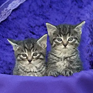 Comfort Prints: Cat - two kittens in basket with cushion - Lower Saxony - Germany