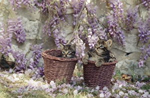 Cat - tabby kitten in pot