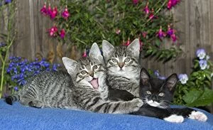 Images Dated 11th July 2011: Cat - three kittens together on blanket - oudoors - Lower Saxony - Germany