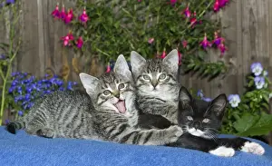Cuddle Prints: Cat - three kittens together on blanket - oudoors - Lower Saxony - Germany