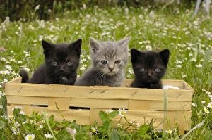 Kittens Collection: Cat - Kittens in box