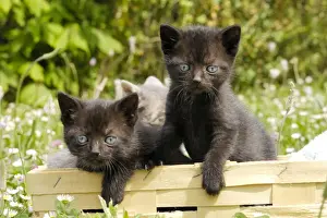 Cat - Kittens in box