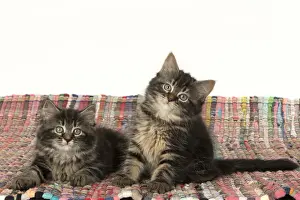 Jd 160820 Prints: CAT. Kittens, brown tabby (8 weeks old ) sitting together on a multi coloured matt
