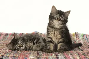 CAT. Kittens, brown tabby (8 weeks old ) sitting together on a multi coloured matt