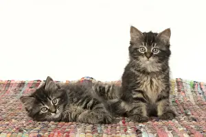 CAT. Kittens, brown tabby (8 weeks old ) sitting together on a multi coloured matt