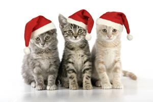 CAT. three kittens - in Christmas hats