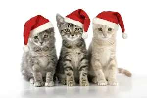 CAT. three kittens - in Christmas hats Digital Manipulation: Hats (JD)