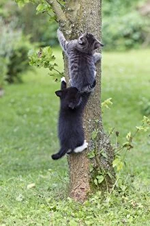Images Dated 1st July 2011: Cat - two kittens climbing tree trunk - Lower Saxony - Germany