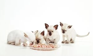 CAT - kittens eating
