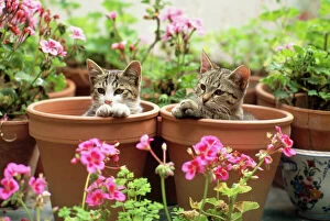 Cat - kittens in flowerpots with Geraniums