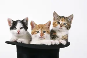 Cat - kittens in top hat